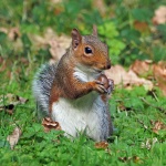 Grey squirrel