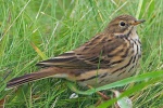 Meadow pipit