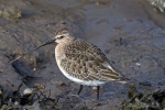 Curlew sandpiper