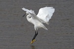 Little egret