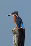 Kingfisher
