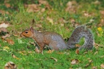 Grey squirrel
