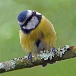 Blue tit