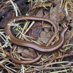 Slow worm