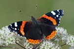 Red admiral