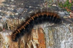 Fox moth caterpillar