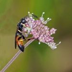 Podalonia hirsuta