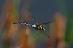 Migrant hawker
