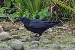 Carrion crow