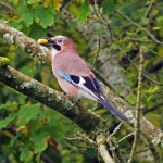 Jay
