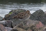 Common snipe