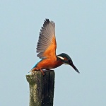 Kingfisher