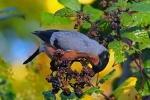Bullfinch