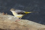 Grey wagtail