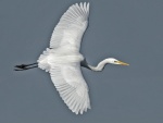 Great white egret - Egretta alba.jpg