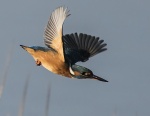 Kingfisher - Alcedo atthis.jpg