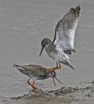 Redshank - Tringo totanus.jpg