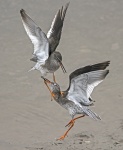 Redshank - Tringo totanus.jpg