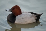 Pochard