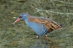 Water rail