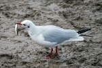 Black headed gull