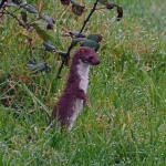 Weasel