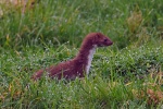 Weasel
