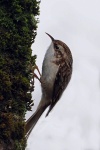 Tree creeper