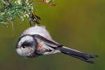 Long tailed tit