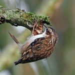 Tree creeper
