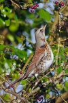 Fieldfare