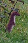 Weasel