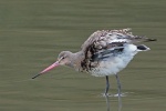 Black tailed godwit