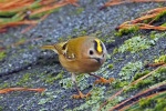 Goldcrest