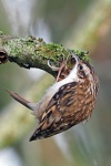 Tree creeper