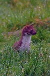 Weasel