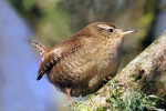 Wren