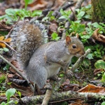 Grey squirrel
