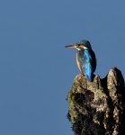 Kingfisher