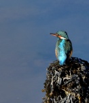Kingfisher