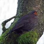 Blackbird