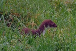 Weasel