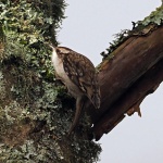 Tree creeper