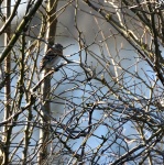 Brambling