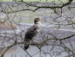 Juvenile cormorant
