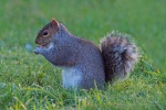 Grey squirrel